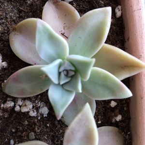 Graptopetalum paraguayense