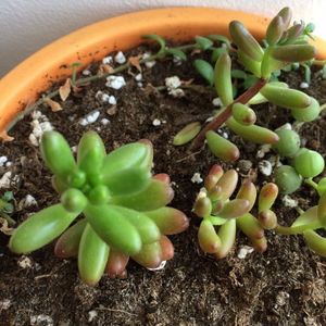 Sedum rubrotinctum