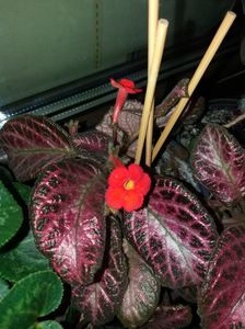 Episcia KeeWee