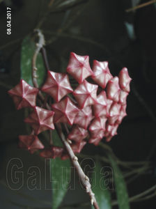 Hoya Pubicalyx Pink Silver; Prima inflorire.
