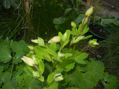 Aquilegia_Columbine (2017, April 13)