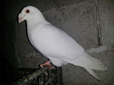 Mascul 2016