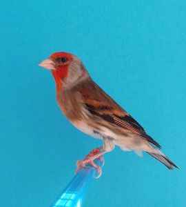 20170413_173429-1; Hibrid de sticlete X canar
