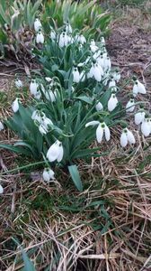 Galanthus