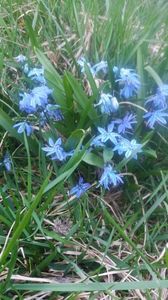 Scilla