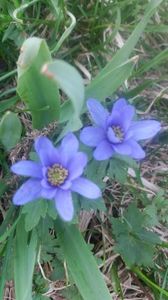 Anemone