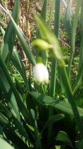 Leucojum Aestivum