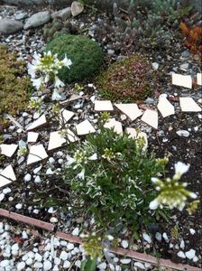 Arabis