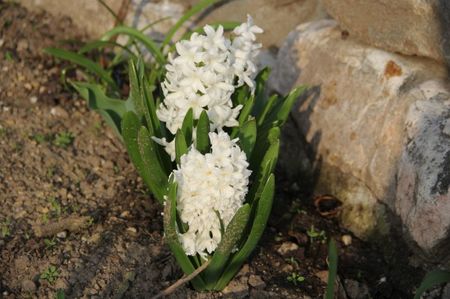 Ciutura primavara; Florile mele
