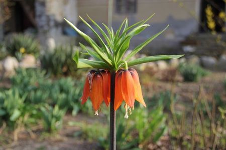 Ciutura primavara; Florile mele
