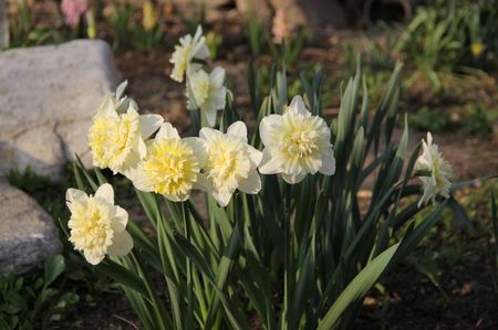 Ciutura primavara; Florile mele
