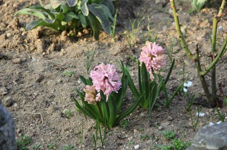 Ciutura primavara; Florile mele
