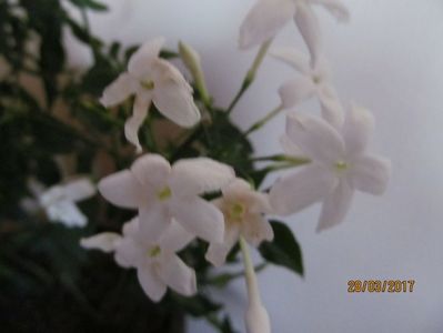 jasmin Polyanthum
