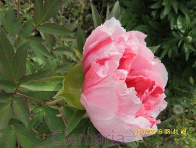 SAM_0174