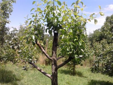 Pe par  paduret-mai mute soiuri de pere; Pe portaltoi par  paduret-mai mute soiuri de pere
