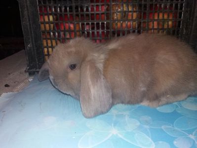 0.1 la 1 luna!