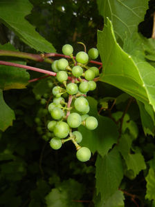 Grapes, Struguri (2016, July 03)