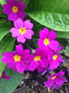 Primula