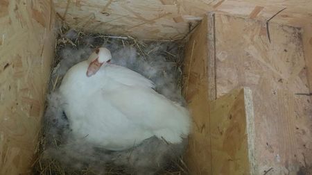 Cuib carolina alba 2017