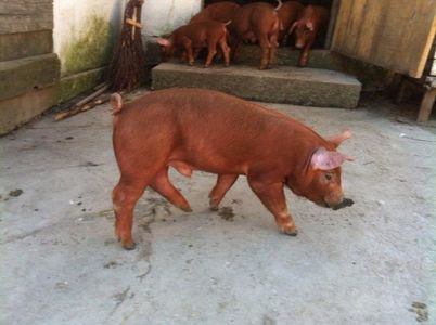 purcei duroc 5