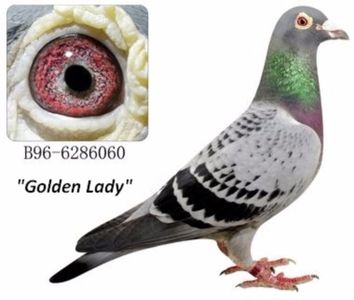 golden-lady