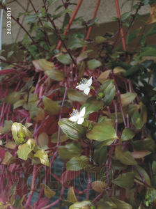 Tradescantia Baby Bunny Bellies