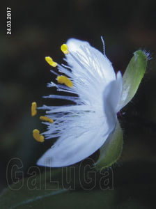 Tradescantia Baby Bunny Bellies