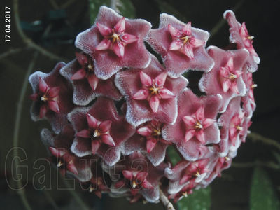 Hoya Pubicalyx Pink Silver