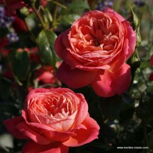 queen-of-hearts_kordes_03; Queen of hearts
