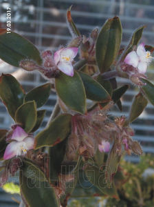 Tradescantia Cerinthoides