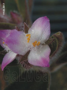 Tradescantia Cerinthoides