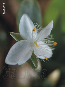 Tradescantia Fluminensis  Big-Leaf