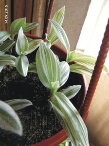 Tradescantia Fluminensis Quicksilver