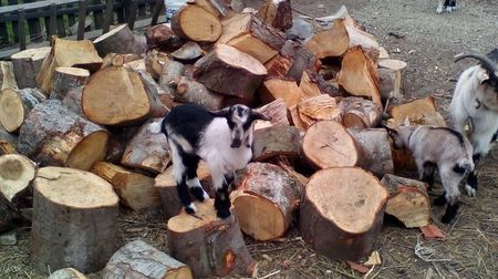 Copy of IMG_20170417_142242