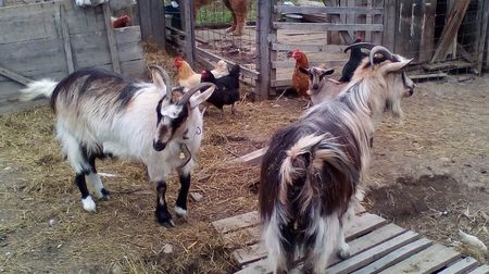 Copy (2) of IMG_20170417_142027