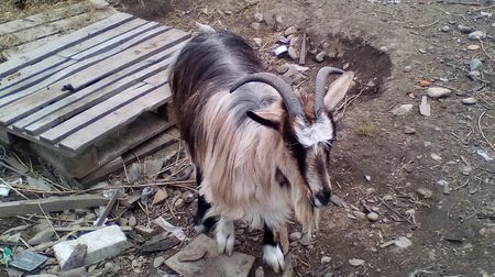 Copy (2) of IMG_20170417_142059