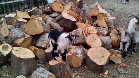 Copy of IMG_20170417_142240