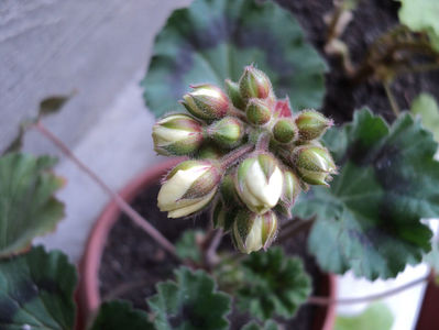 aprilie...inceputuri. Helga
