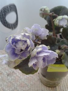 15 apr
