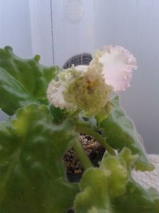 15 apr