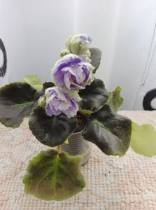 4 apr