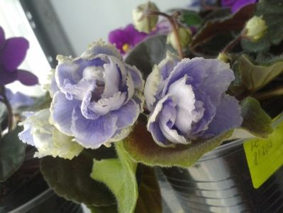 9 apr