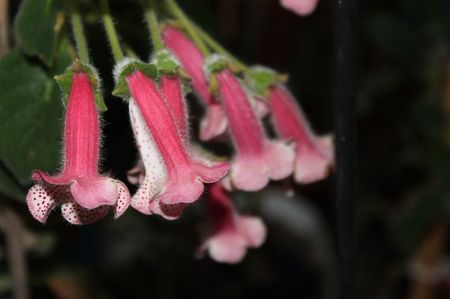 Ni's Eugenia