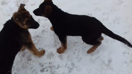 ARKA si ARES