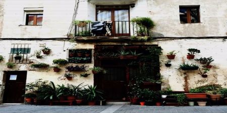 Am în balcon ghivece cu diferite legume, ca o mini grădină.