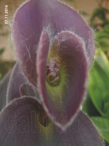 Tradescantia Pallida Pale Puma; Dezvolta boboci de floare dar nu infloreste
