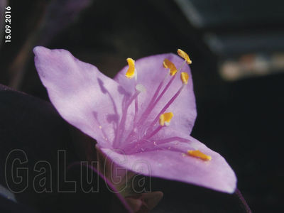 Tradescantia Pallida Purpurea