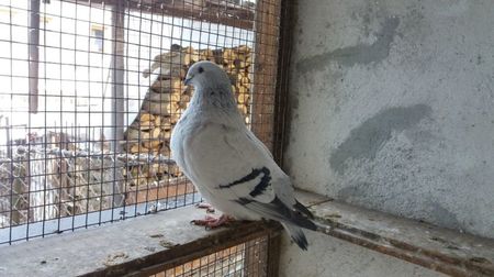 SONNIA; Femela 2016
