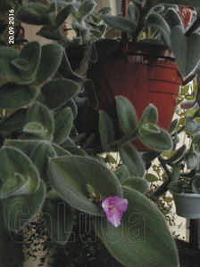 Tradescantia Sillamontana