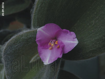 Tradescantia Sillamontana